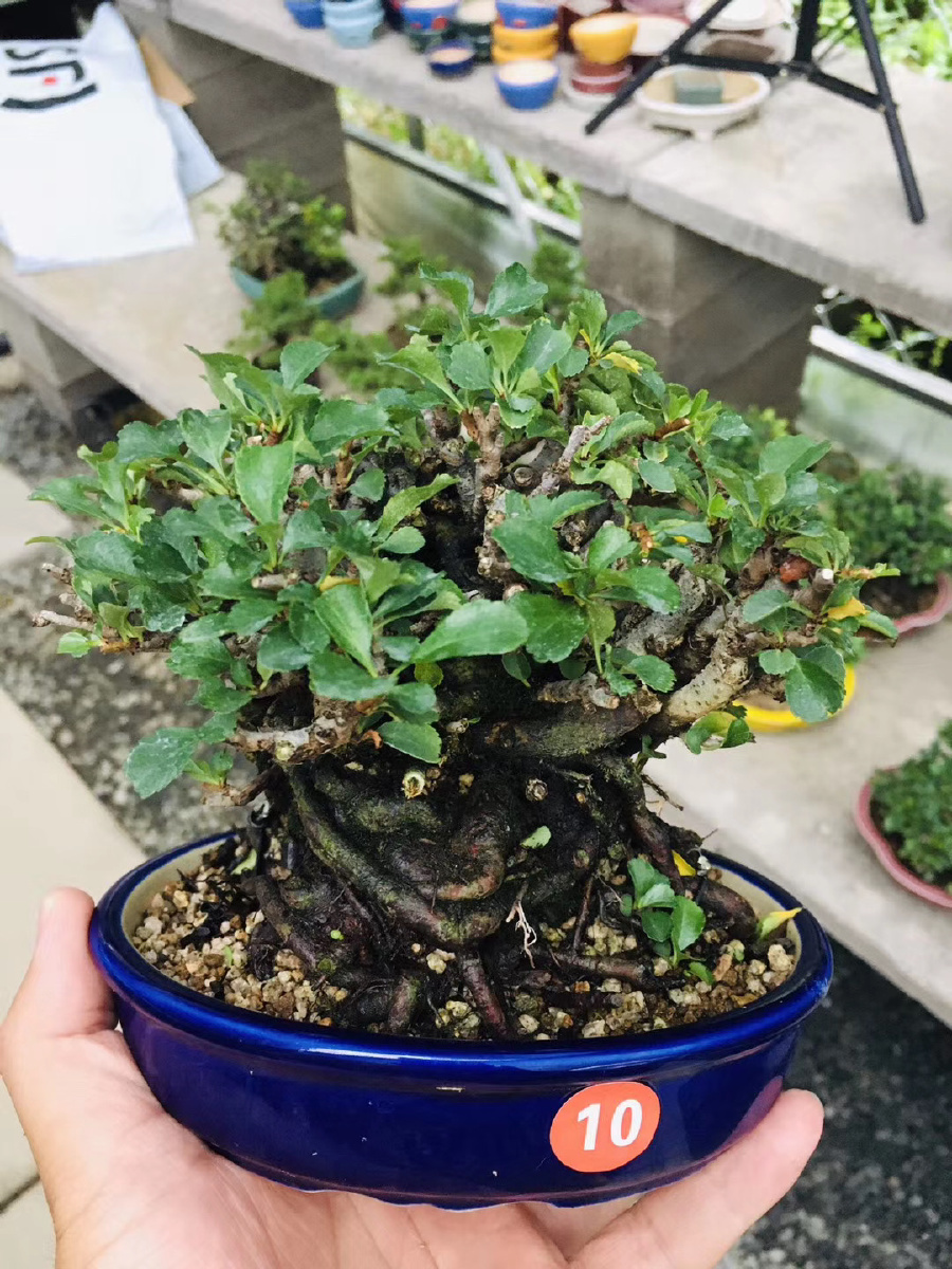 小小长寿梅有着40年的成长日本稀有精品