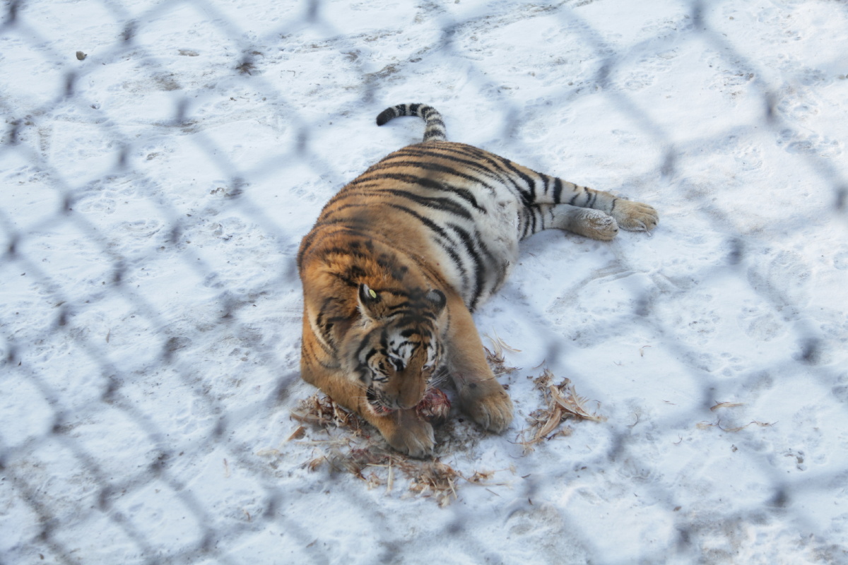 近距离拍摄东北虎林园老虎吃鸡