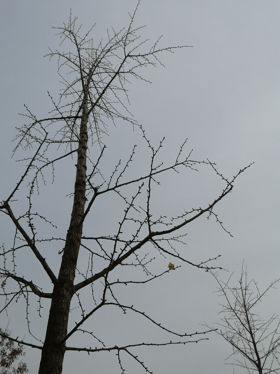 唯一孤独的小叶子站在凛冽的寒风中笑傲江湖