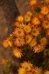 2014183