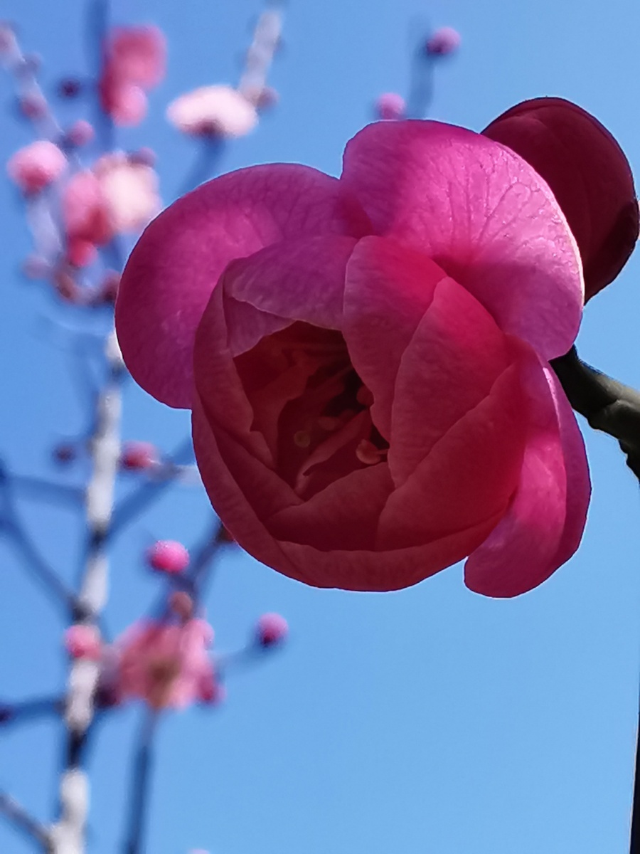 红梅花/梅花/花蕾/花骨朵