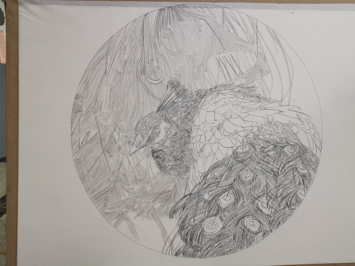 工笔画金孔雀