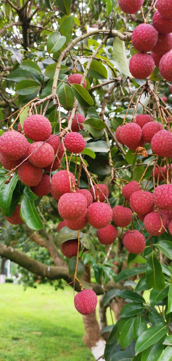 荔枝丰收