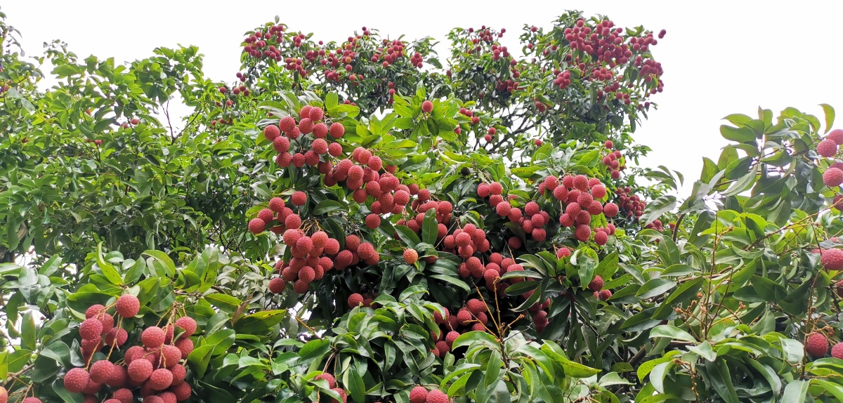 荔枝丰收