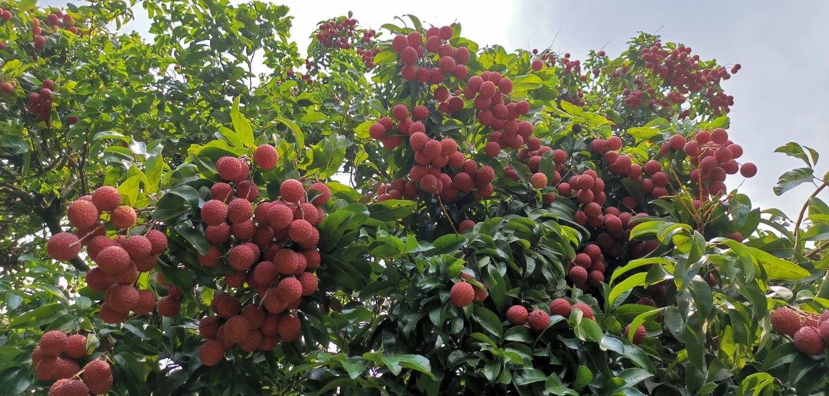 荔枝丰收