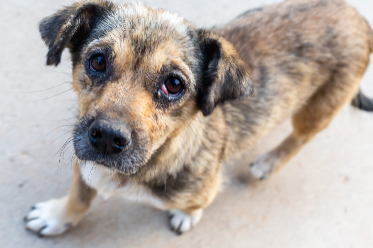 可怜的流浪狗 - real_andy - 图虫