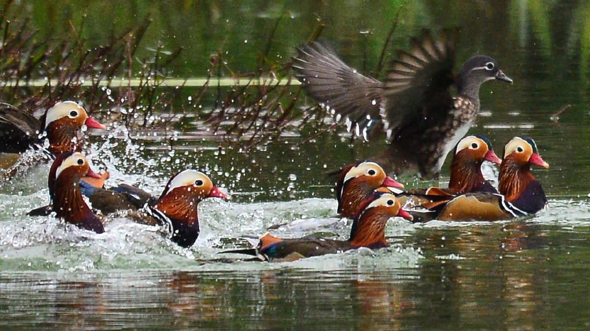 鸳鸯在鸳鸯池洗鸳鸯澡