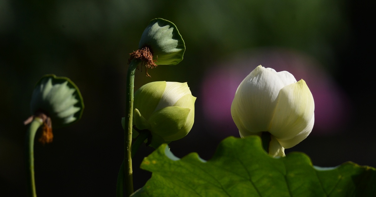 白荷花花垒及莲蓬