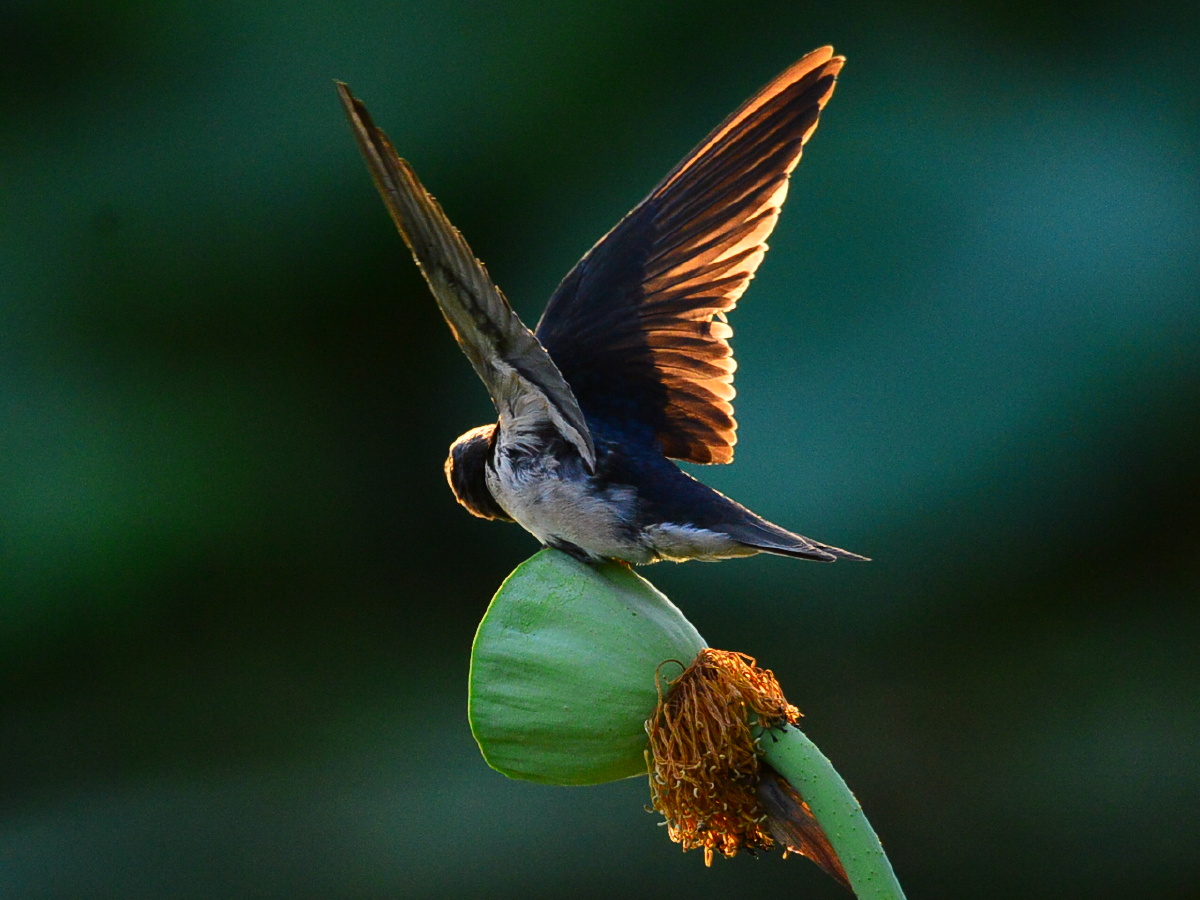 逆光下的小燕(二).
