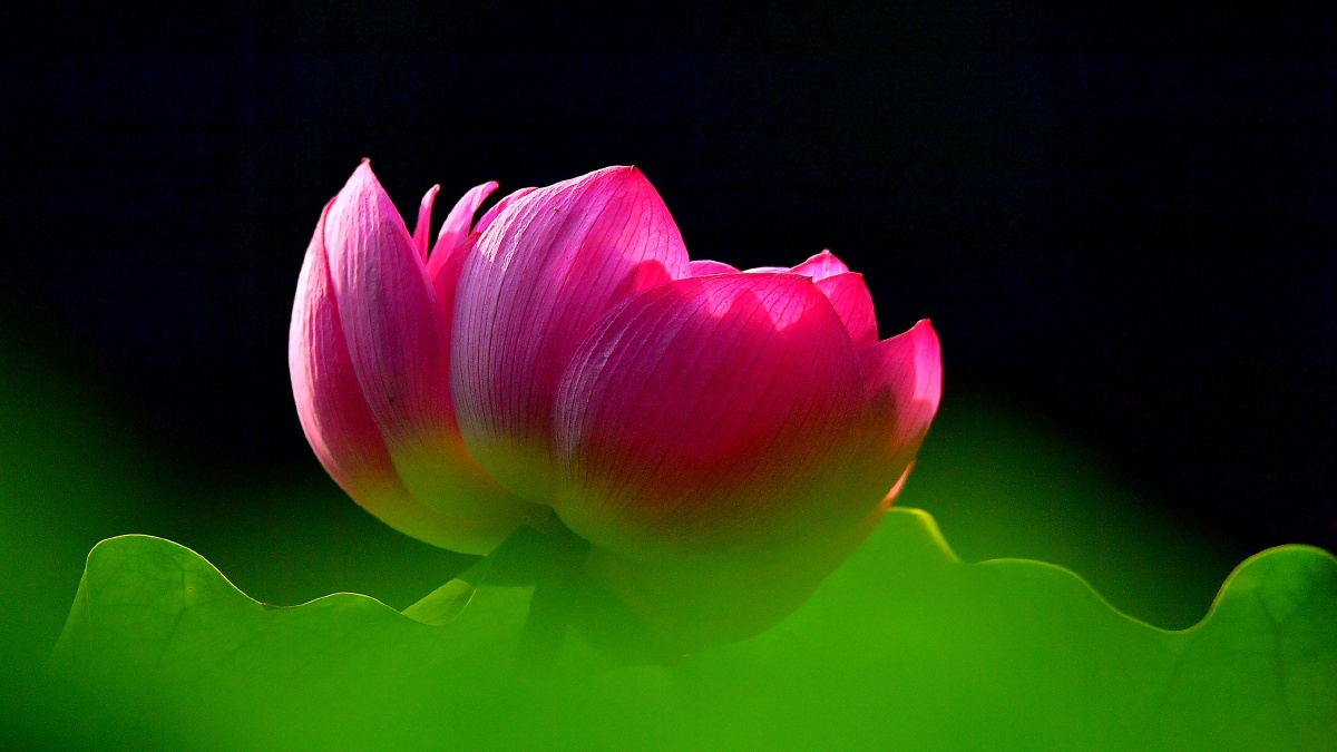 公园荷花池拍摄名荷"大洒绵".