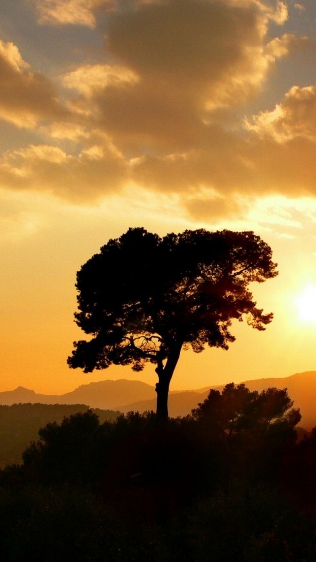 夕阳下的普照带给了这棵树神秘感 - 古意清韵 - 图虫