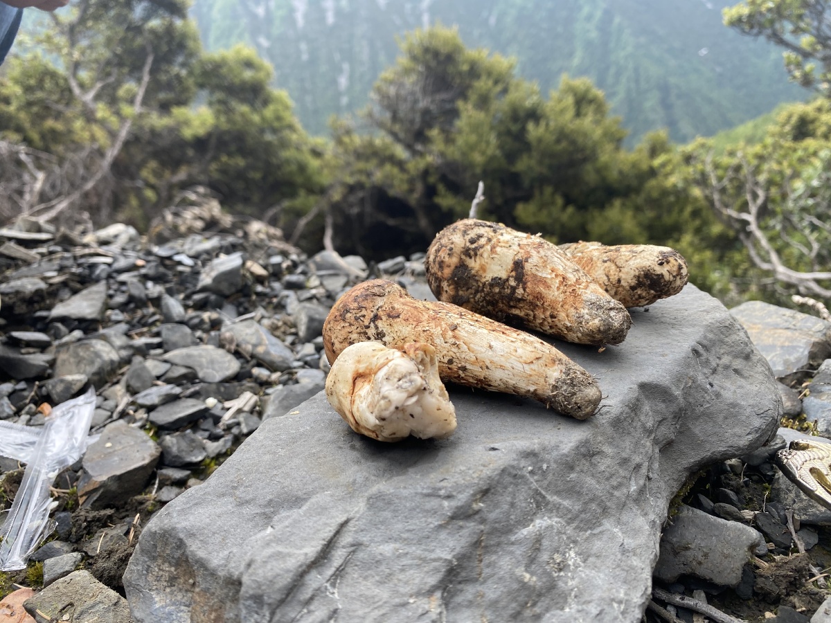实拍纯野生松茸野生菌子