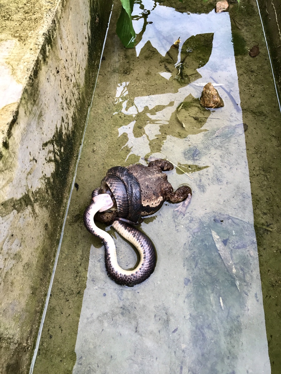 捕杀一条赤链蛇咬住一只蟾蜍使劲绞杀看见此景真是应验了人心不足蛇吞