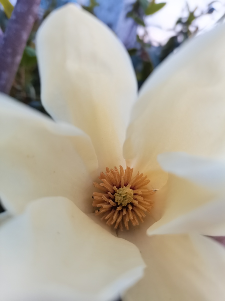 玉兰玉兰科玉兰花性味辛温具有祛风散寒通窍宣肺通鼻的功效可用于头痛