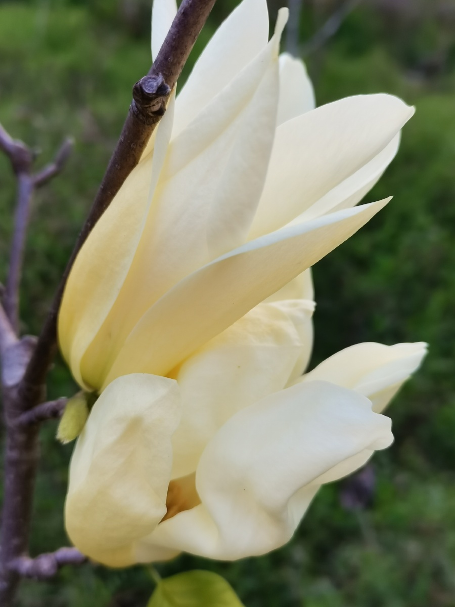 玉兰玉兰科玉兰花性味辛温具有祛风散寒通窍宣肺通鼻的功效可用于头痛