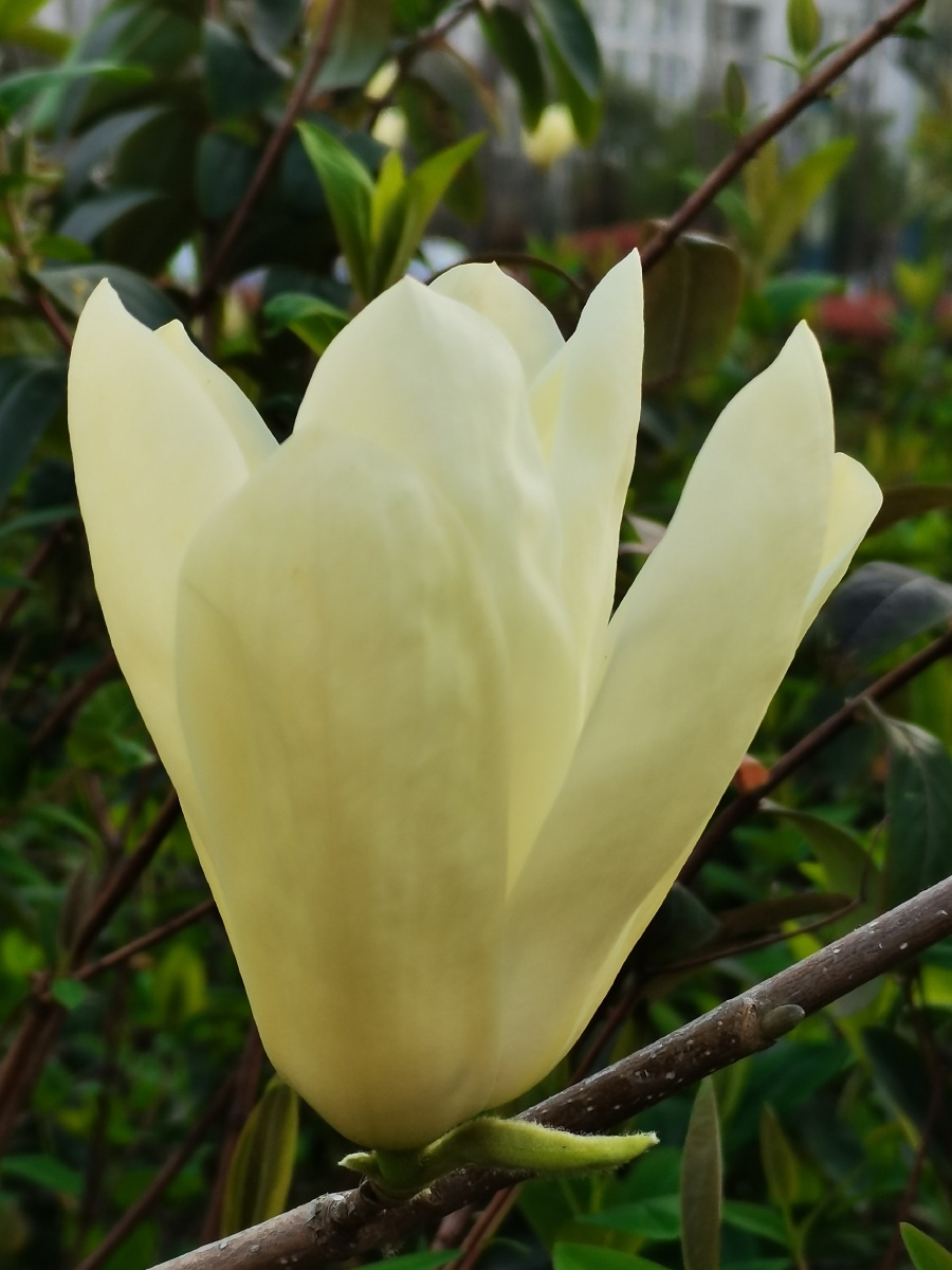 玉兰玉兰科玉兰花性味辛温具有祛风散寒通窍宣肺通鼻的功效可用于头痛