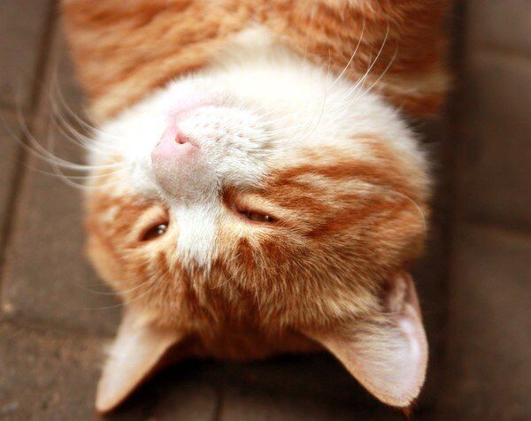 猫猫猫<br />
