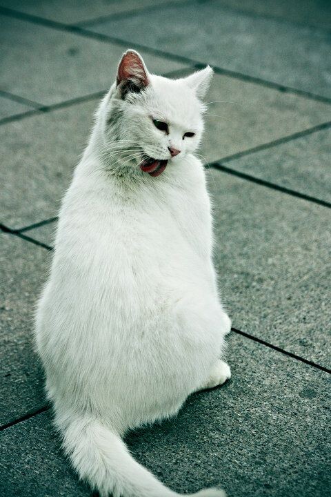 北海公园的猫<br />
