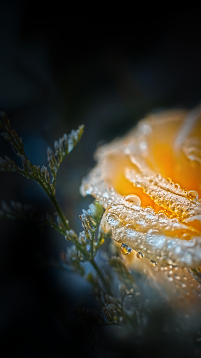 水珠儿别走有你我才水灵