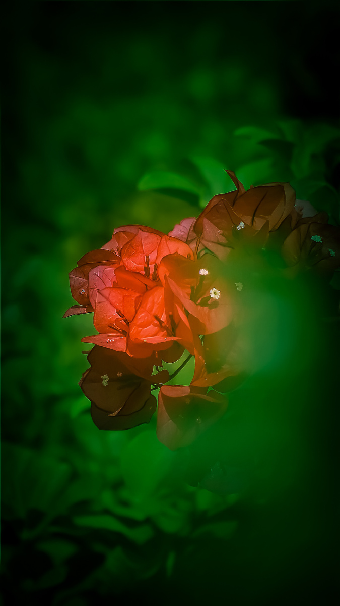 红与绿大自然的标配