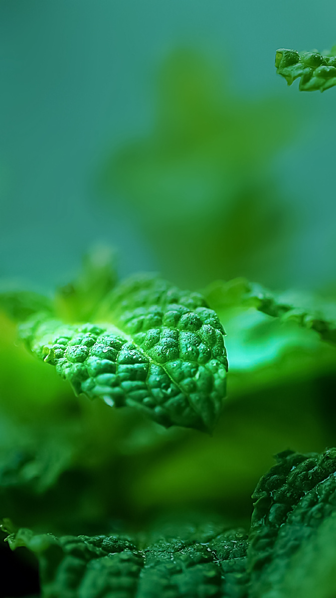 薄荷叶片