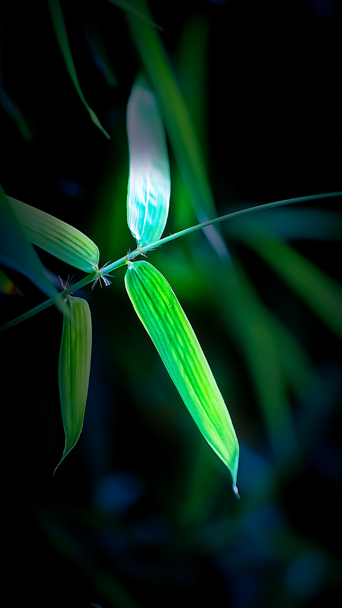 西窗下翠叶摇动疑是故人来