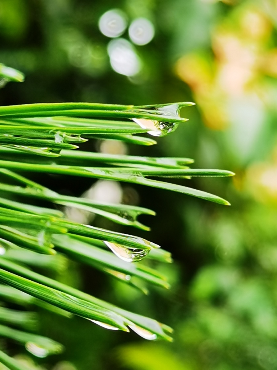 雨后松针