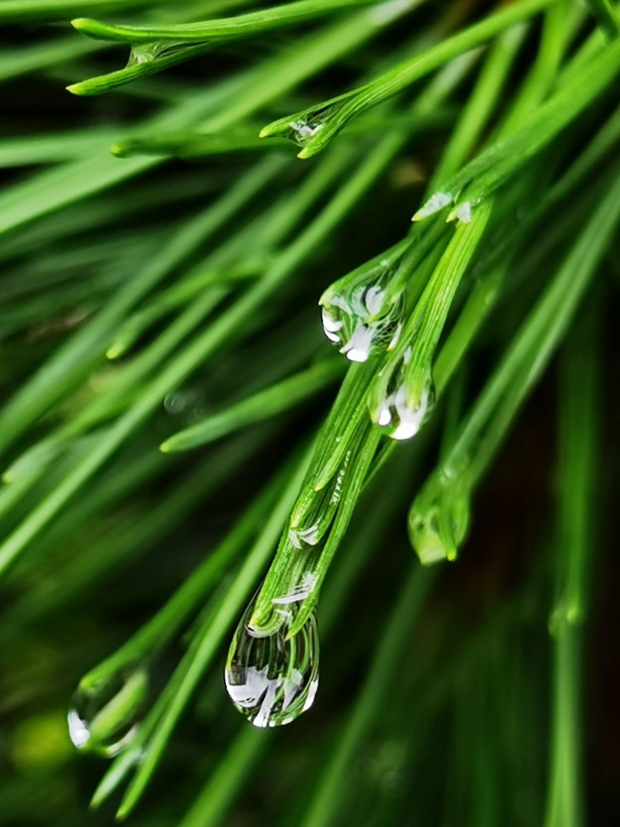 雨后松针