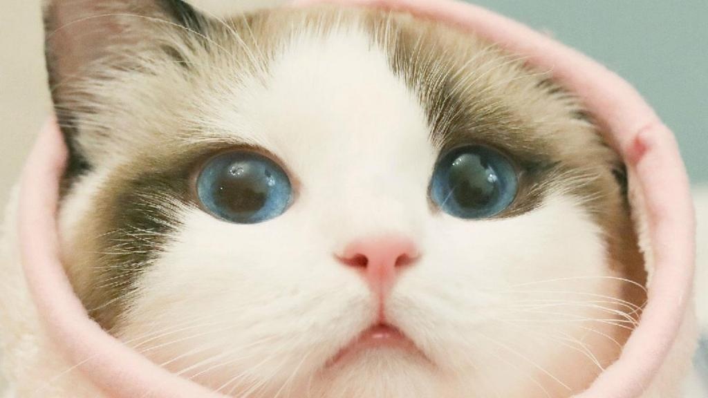 治愈系呆萌喵星人