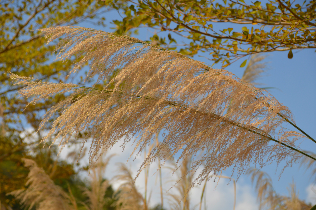 美丽的芒花在风中飘摇