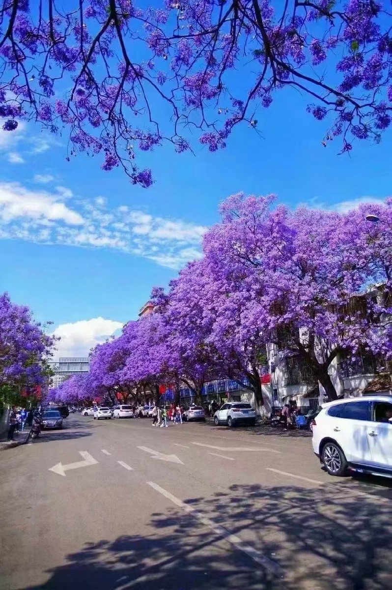 四川凉山州西昌市的蓝花楹已盛开