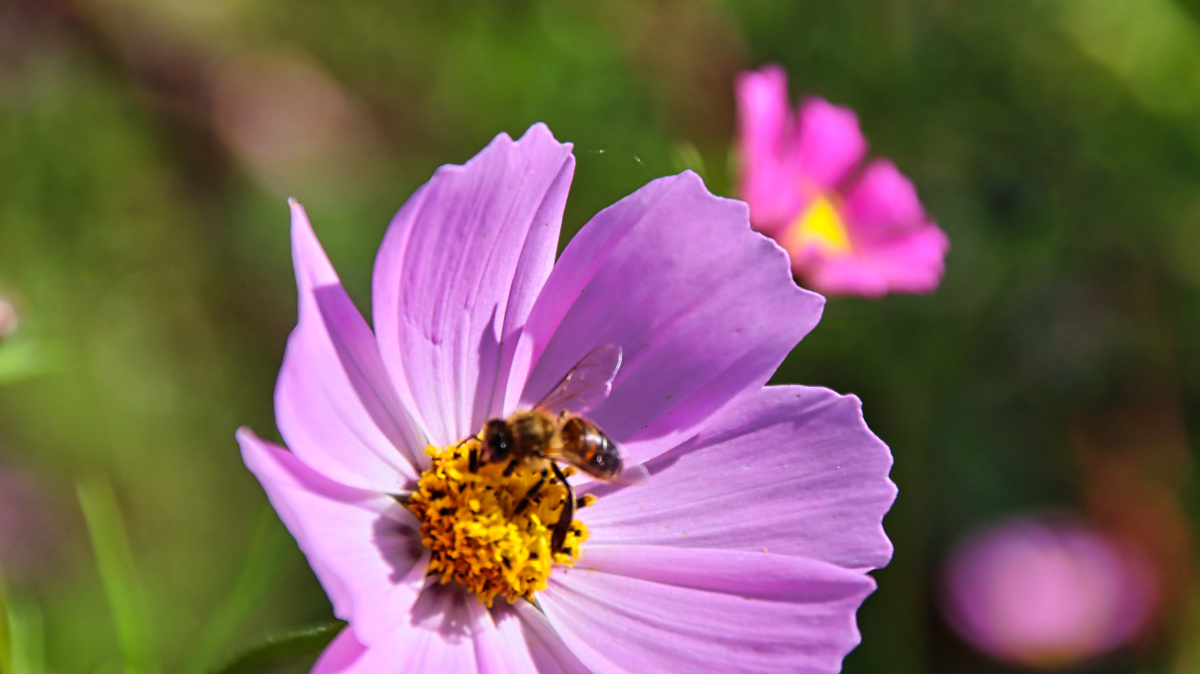 黑龙江格桑花怒放蜜蜂采蜜
