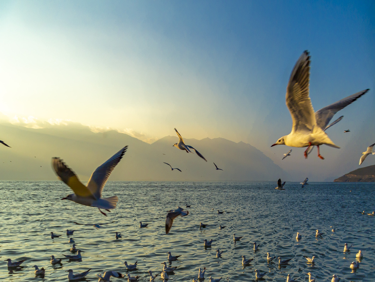 红嘴鸥在夕阳的余晖中逆风起舞