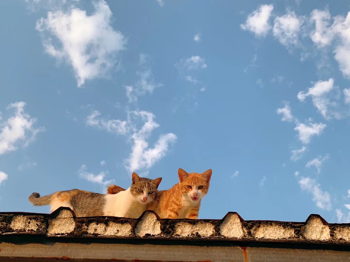 午后阳光做一只慵懒的猫吧.让时间悠悠逝去,享受猫咪一样的慢生活.