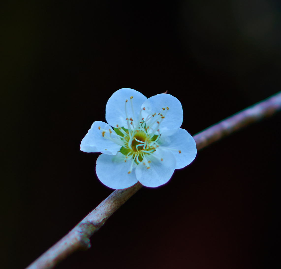 白梅花