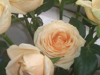 E02B7ABD-64DE-4164-8B9E-EECC4FD8FEA8/L0/001