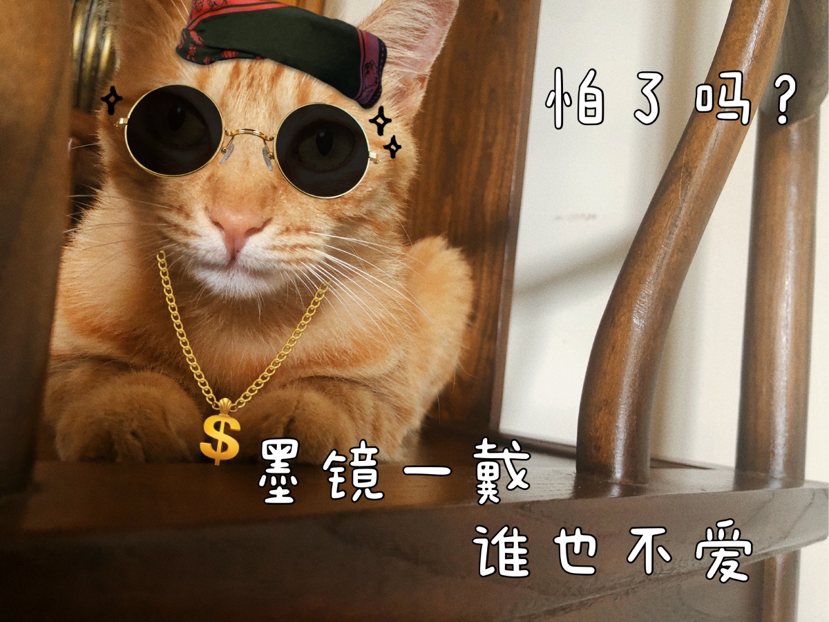 猫主子墨镜一戴谁也不爱爱我怕了吗