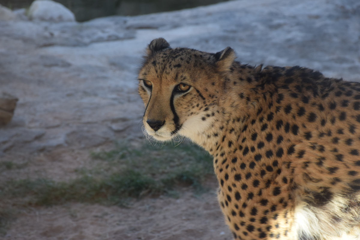 动物园里的豹子