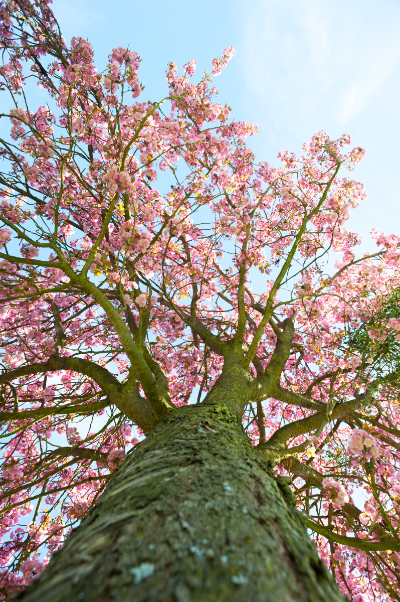 japanese cherry tree against blue sky - 美雅视觉摄影 - 图虫摄影