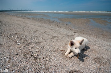 Little swiss shepherd dog lying on a beach