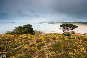 Landscape with trees and flowers