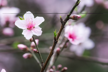 Fleur9