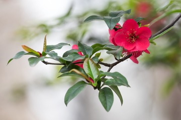 Fleur4