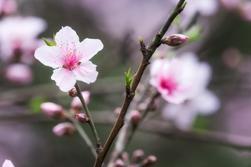 Fleur9