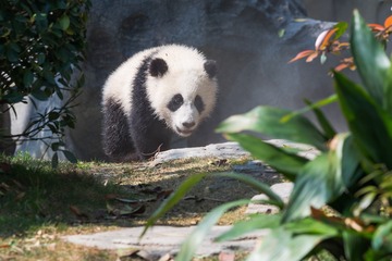 Panda cub in sunshine