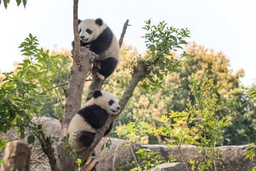 Two panda cubs in a tree