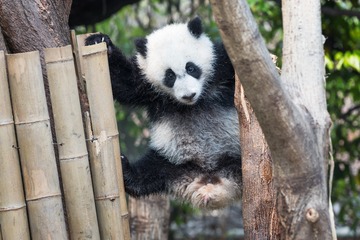 Panda cub playing in a tree