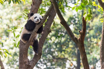 Panda cub sleeping in a tree 2
