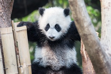 Panda cub playing in a tree 4
