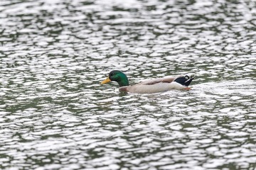 Malard duck in a lake